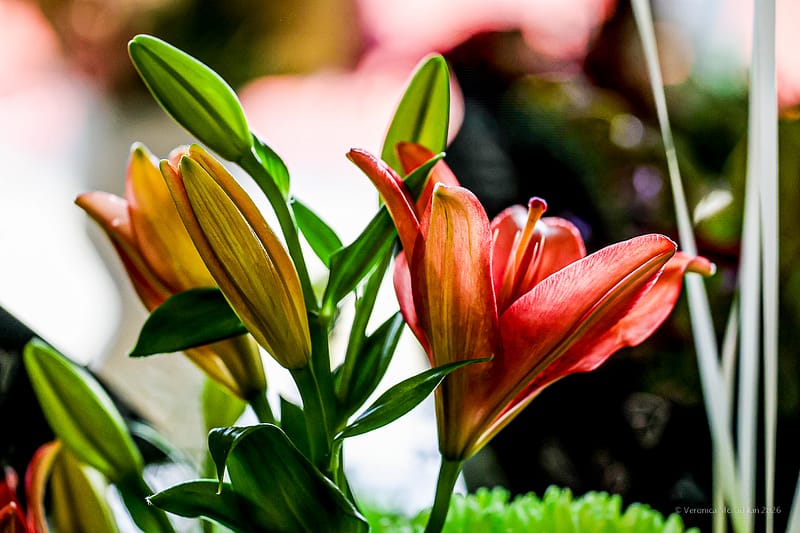 Valentine’s Day, Acacia Art Florist, Port Augusta, photograph 2 of 4