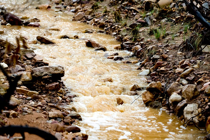 After the rain, Saltia, Flinders Ranges SA, photograph 1 of 4