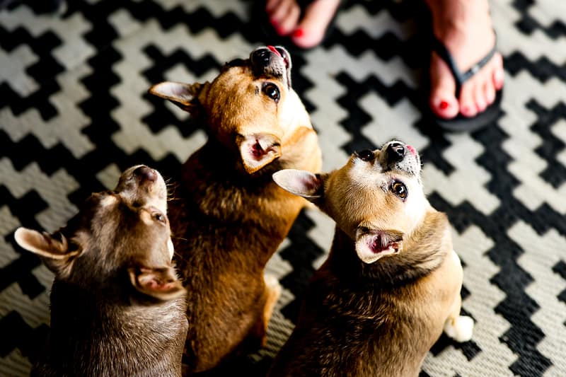 Pets, Port Augusta, photograph 1 of 11
