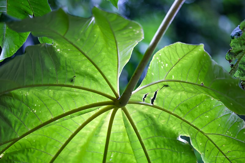 Adelaide Botanic Garden, Adelaide, photograph 2 of 5