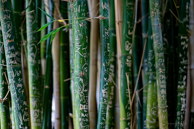 Adelaide Botanic Garden, Adelaide, photograph 1 of 5