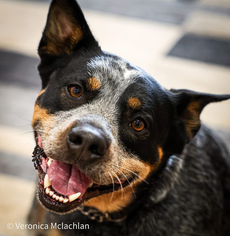 Pets, Port Augusta, photograph 2 of 11